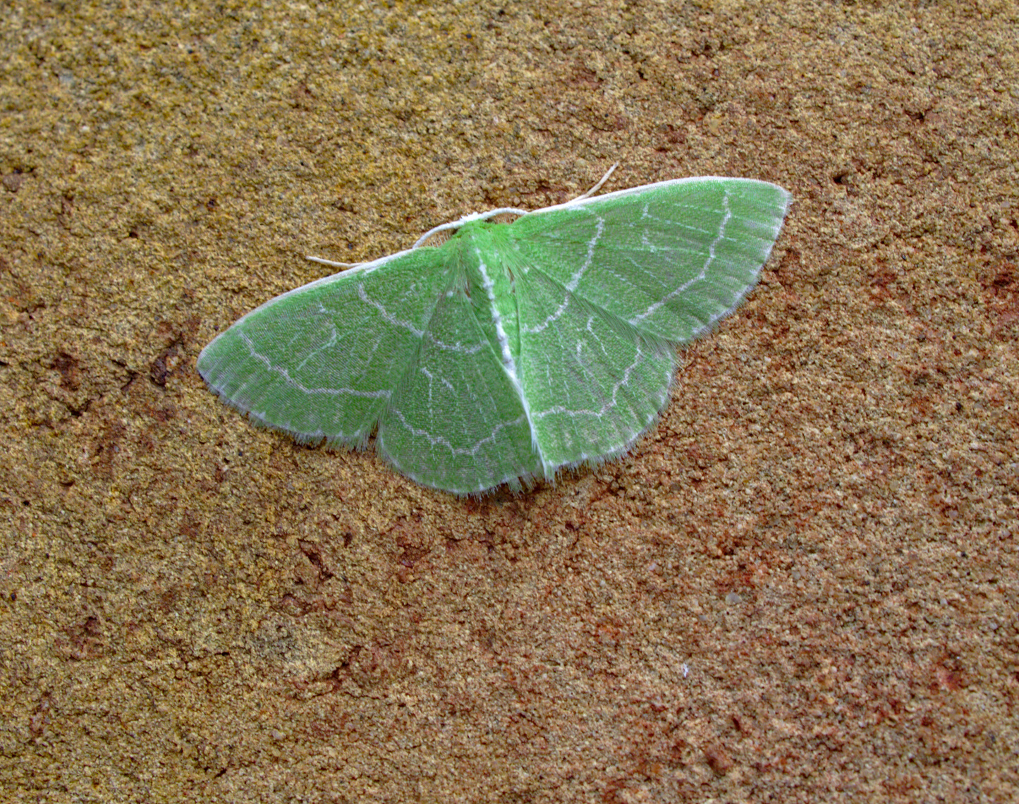 Emeralds are the best_20200730.jpg